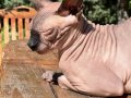 2yaşında erkek sphynx 