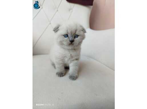 Sıfır kulak mavi göz scottish fold