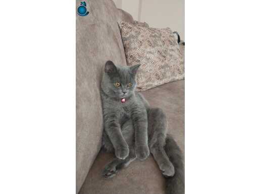 Oyuncu kendini sevdiren prenses bi kedi