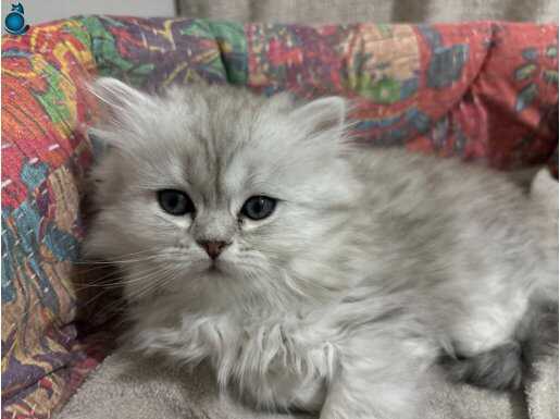 1 buçuk aylık dişi kedi