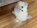 British longhair cy 1133 Erkek