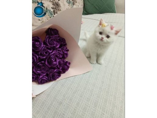 Minik şirine yeni yuvasını arıyor 