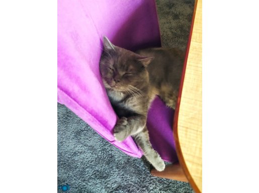 Erkek British Shorthair ücretsiz sahiplendirme