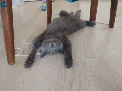 Ücretsiz gri British Shorthair dişi sahiplendirme