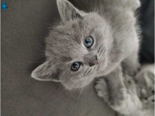 Acil British Sağlıklı Yavrular