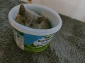 Saf kan British Shorthair. 1 Mart'ta doğdu 
