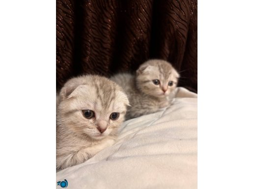 Scottish baba annne british shorthair 