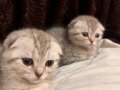 Scottish baba annne british shorthair 