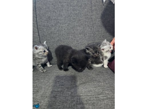4 kedi