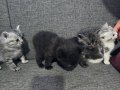 4 kedi