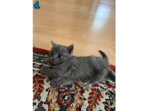 Tuvalet Eğitimli 2 Aylık BRİTİSH SHORTHAİR