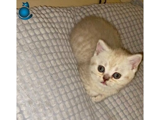 2 aylığa yakın Sarı british shorthair