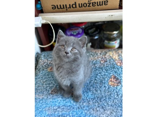 55 GÜNLÜK - BRITISH SHORTHAIR ERKEK