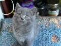 55 GÜNLÜK - BRITISH SHORTHAIR ERKEK