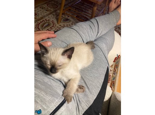 Mavi gözlü çoook tatlı siyam. Aldığım fiyata sahiplendirilec