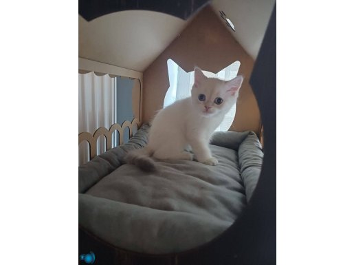 2.5 aylik erkek british shorthair bebek