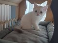 2.5 aylik erkek british shorthair bebek