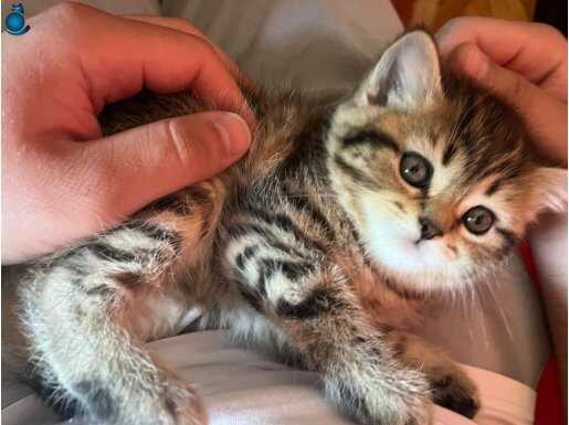 Acil sahiplendirilecek biritiş shorthair 2 aylık dişi