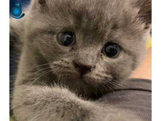 Yavru Safkan British Shorthair 