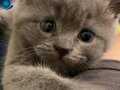 Yavru Safkan British Shorthair 