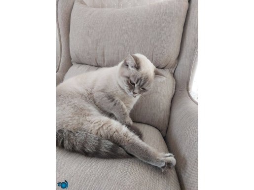 1 yaşında scottish cinsi kedi
