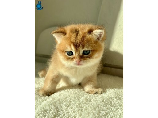 Golden Britsh Shorthair NY11