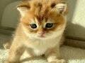Golden Britsh Shorthair NY11