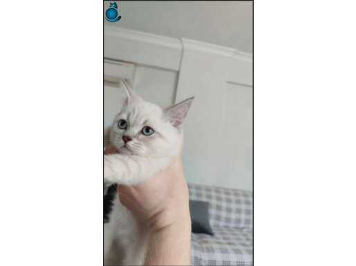 Beyaz British Shorthair