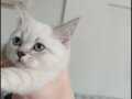 Beyaz British Shorthair