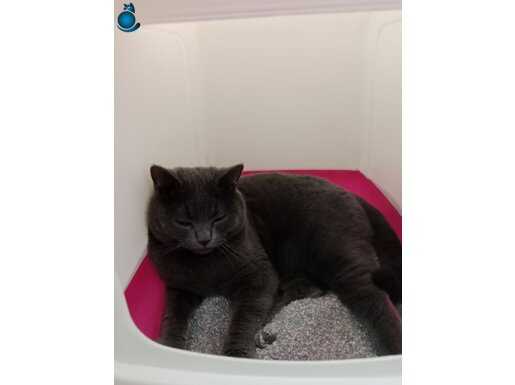 Çok akıllı, sakin, kısırlaştırılmış British kedi