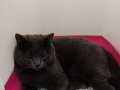 Çok akıllı, sakin, kısırlaştırılmış British kedi