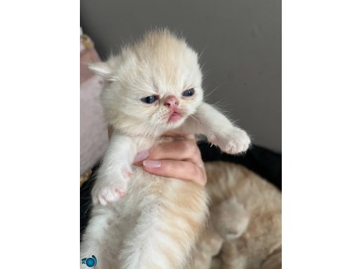 Exotic ve persian kedimin çiftleşmesinden doğan yavrularımız