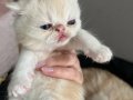 Exotic ve persian kedimin çiftleşmesinden doğan yavrularımız
