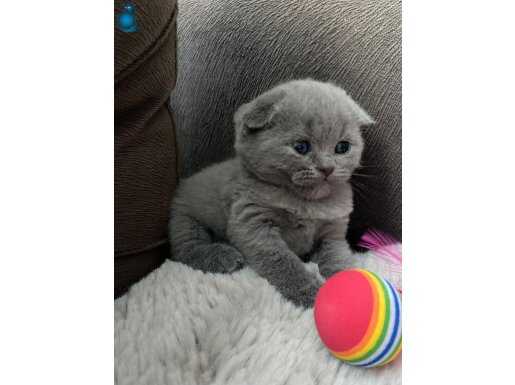 Ayıcık surat Scottish fold 