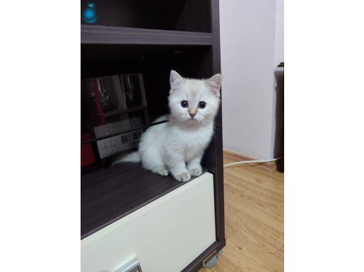 Maviş gözlü minnoşum