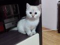 Maviş gözlü minnoşum