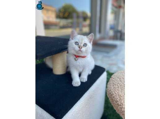 Tam bir oyuncu ve çok akıllı 