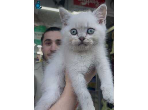 Tam bir oyuncu ,
