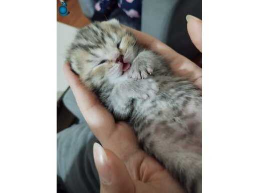 Scottish fold (11 günlük) 