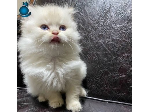 A kalite güzeller güzeli british shorthair yavruları