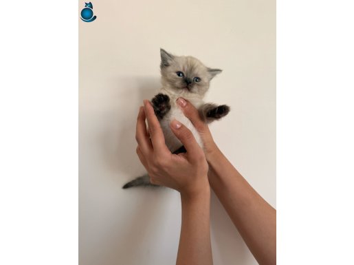 British Short Hair Blue Point