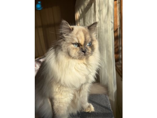 British Long Hair Blue Point