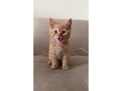 Turuncu yaramaz british shorthair