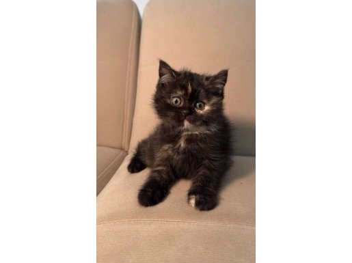 Dişi British Shorthair Renk Desenleri Ona Güzellik Katıyor