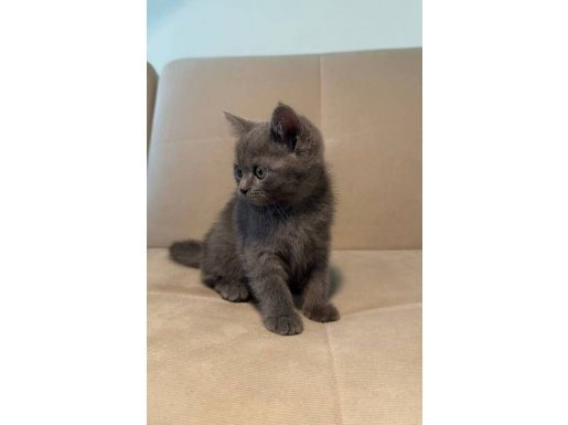 Gri British Shorthair Dişi Sakin Yavru