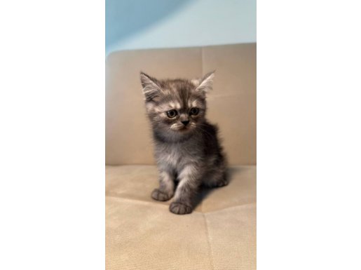 Hareketli, Oyuncu Erkek British Shorthair 