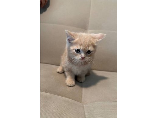 Kendini Sevdirmeyi Çok Seven Krem Renkli British Shorthair