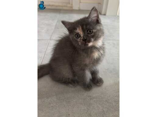 Mükemmel Lekeleri Olan British Short Hair Gri Dişi