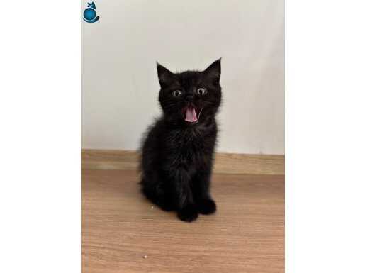 British Short Hair Siyah Erkek 