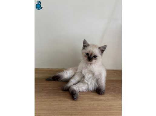 British Short Hair Blue Point Erkek